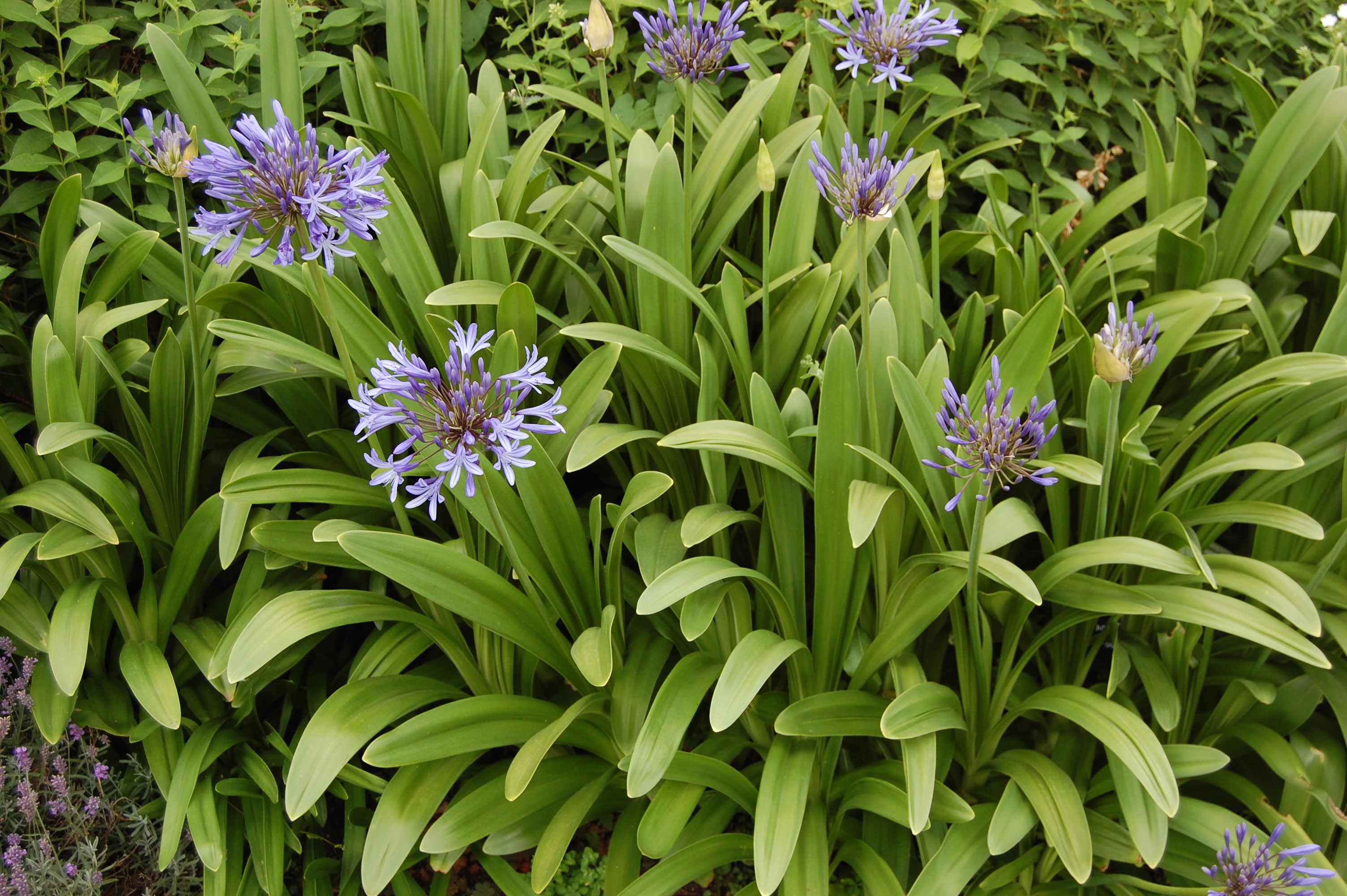 Agapanthus orientalis